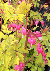 Dicentra spectabilis 'Gold Heart'